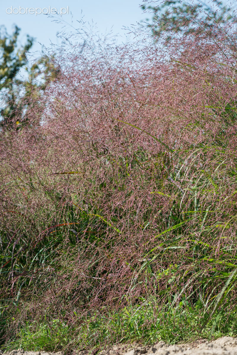 Panicum virgatum 'Warrior'
